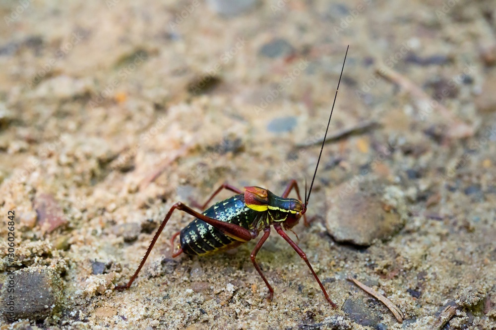 Laubheuschrecke Barbitistes constrictus Laubheuschrecke Barbitistes constrictus