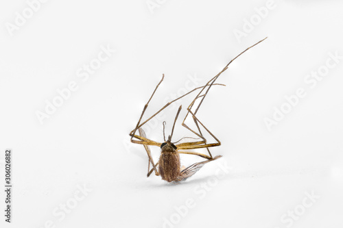 Close up macro shot of a dead mosquito lying upside down on a white background with its legs sticking up