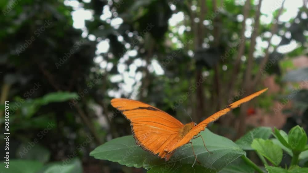4K. Close up adult orange butterfly resting on a leaf, it is in tropical forest clearings. The nymph of the tree, resting on tree leaves, found in the Bronx. 4K. Close up adult orange butterfly resting on a leaf, it is in tropical forest clearings. The nymph of the tree, resting on tree leaves, found in the Bronx.