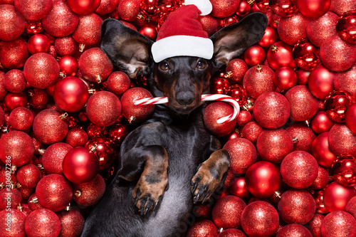 christmas santa claus dog and xmas balls or baubles as background