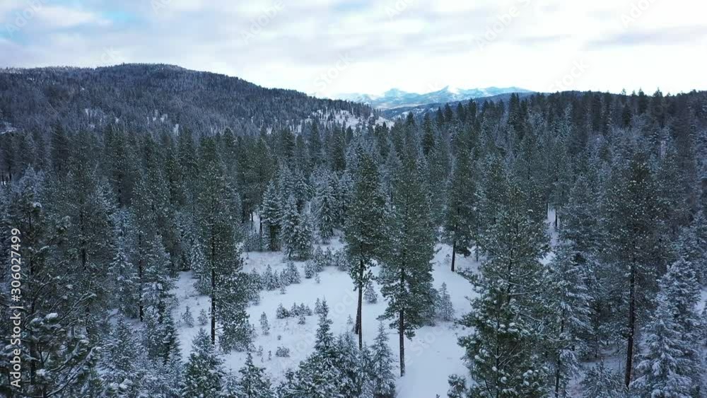 flying over trees in forest in winter flying over trees in forest in winter