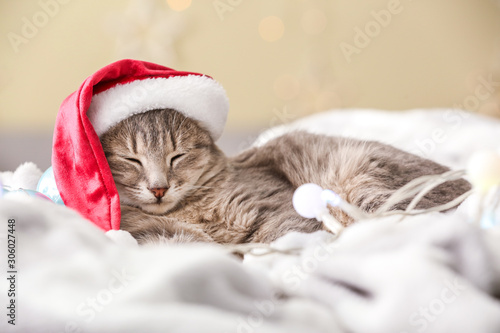 Wallpaper Mural Cute funny cat in Santa hat lying on soft plaid Torontodigital.ca