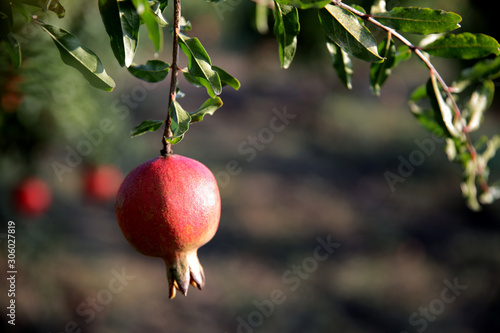 fresh pomegranate on the tree _