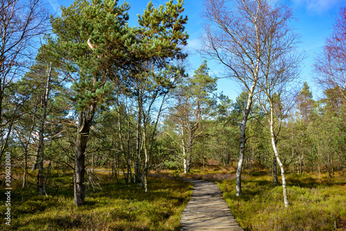 A wood path through the black bog moor in the Rhön, Bavaria, Germany photo