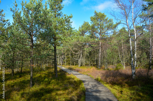 Wood path in sunny day, through the black bog moor in the  German