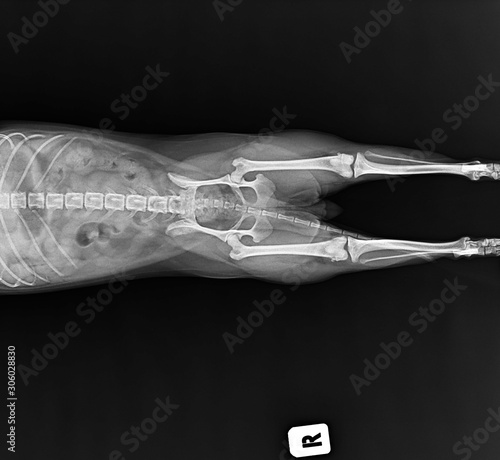 An X-ray photo of the dislocation femur bone and kneecap of a small dog