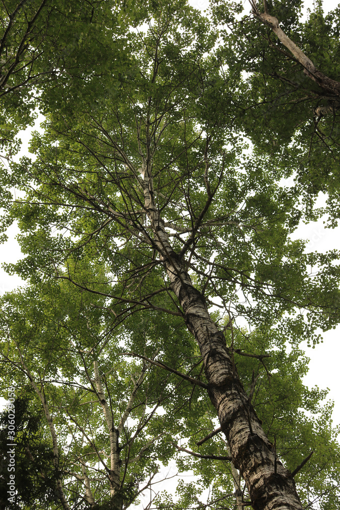 Fototapeta premium Treetops 