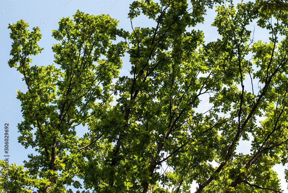 Tree branches with green leaves on a background of blue sky on a sunny day in summer Tree branches with green leaves on a background of blue sky on a sunny day in summer