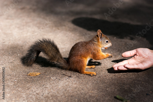 Man feeds with a palm a small red squirrel with a fluffy tail of hazelnuts