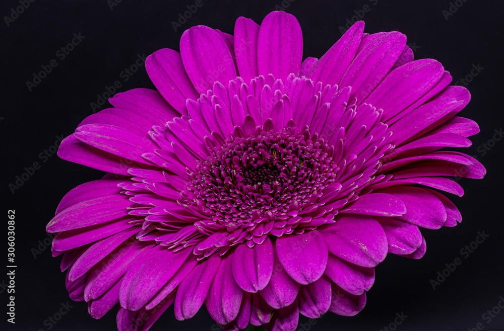 pink flower on black background pink flower on black background