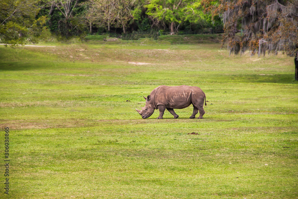 Grey rhinoceros grazing in a field Grey rhinoceros grazing in a field