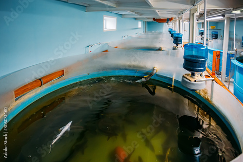 Photography Round tanks with automatic aeration and compound food supply for growing sturgeo