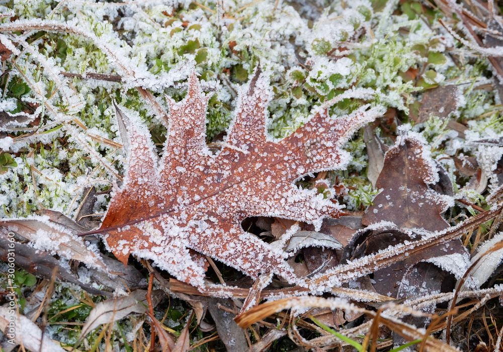 A leaf of American red oak (Quercus rubra) covered with hoarfrost among grass late autumn. A leaf of American red oak (Quercus rubra) covered with hoarfrost among grass late autumn.