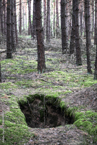 A hole dug into a forest floor photo