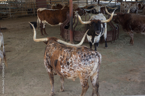 Stockyards, Fort Worth, Texas photo