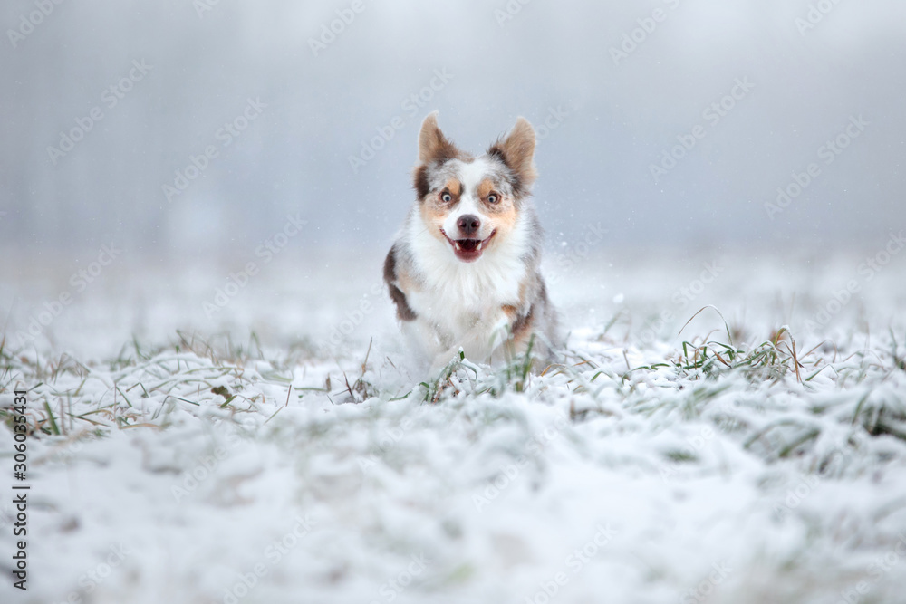 dog runs to the camera. Active marble border collie in the snow in winter outdoors dog runs to the camera. Active marble border collie in the snow in winter outdoors