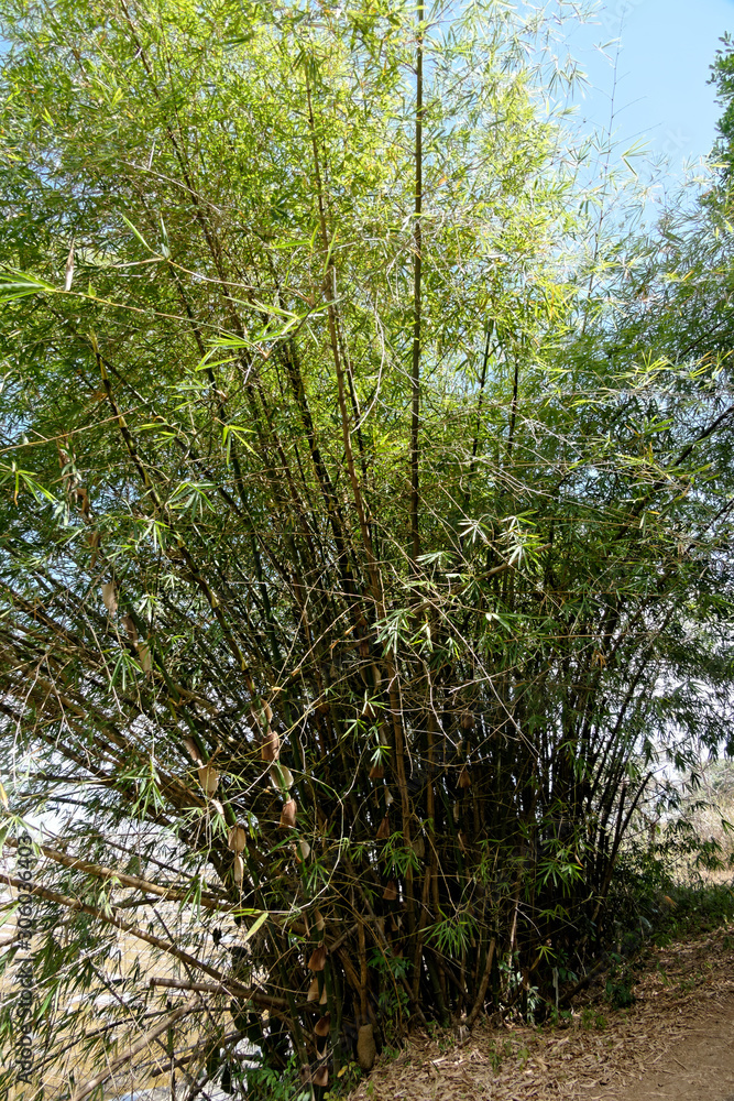 Fototapeta premium Chaume de bambous en bordure de sentier en Guyane française