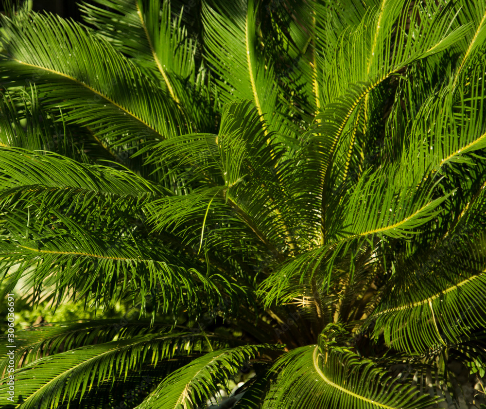 green palm leaves under the summer sun green palm leaves under the summer sun