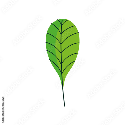 leaf foliage botanical nature icon design