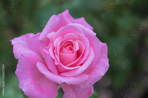 Bright pink rose in the garden close up. Flower head.