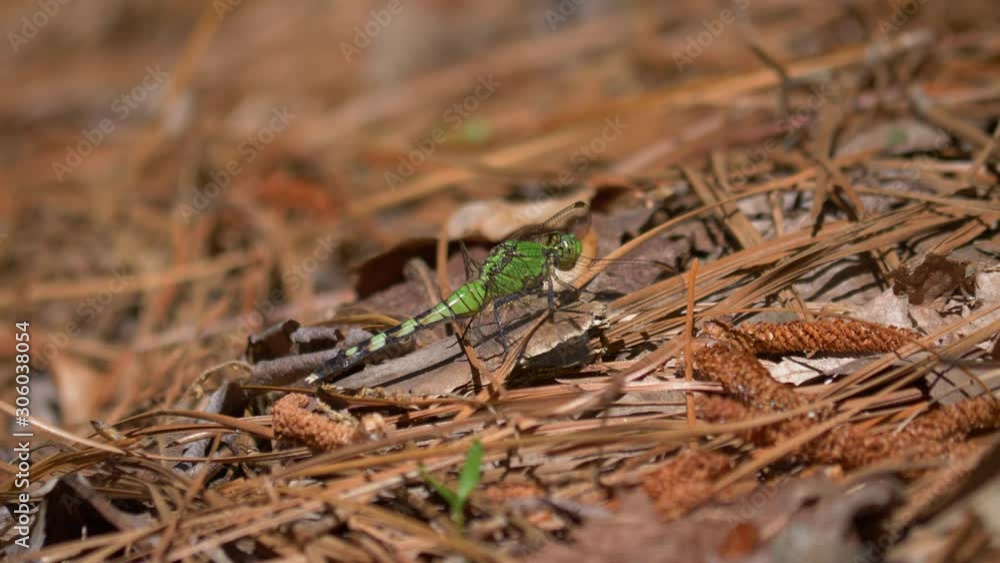 Green clearwing dragonfly on the forest floor4K Green clearwing dragonfly on the forest floor4K