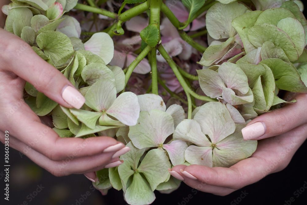 Close up female hands holds huge pink hydrangea opposite the autumn park, selective focus Close up female hands holds huge pink hydrangea opposite the autumn park, selective focus