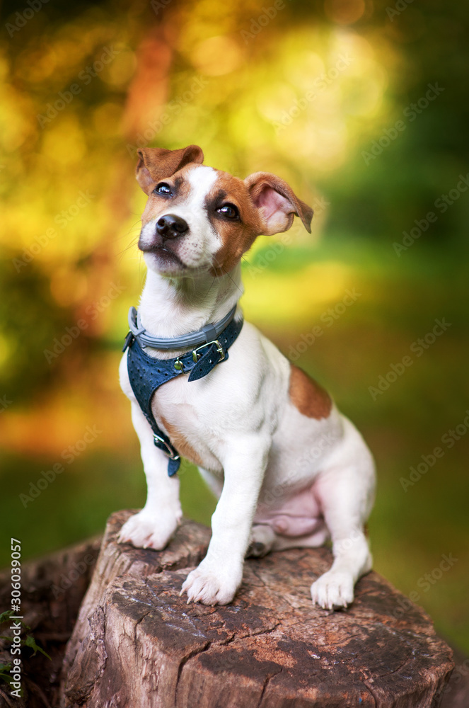  Jack Russell Terrier puppy sitting on a stump in a park