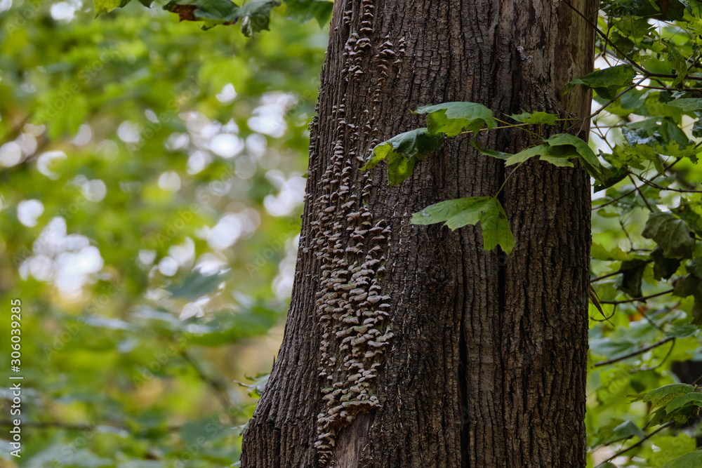 Obraz premium Tree fungus