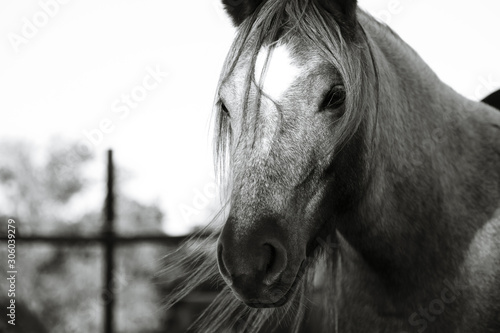 Roan pony in farm shadows close up, rustic horse portrait with long mane.