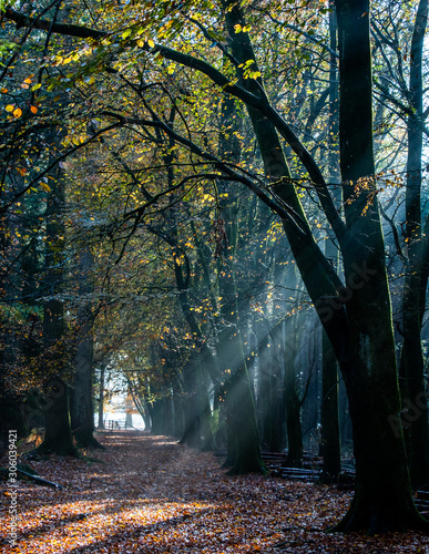 Sunbeams through forest in autumn
