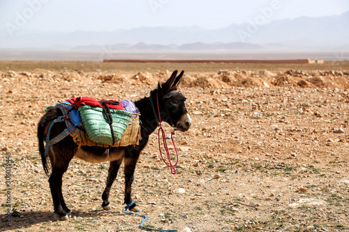 Donkey in a bridle and saddle against the backdrop of a desolate landscape in the Sahara desert on the road from Ouarzazat to Fez, Marroko
