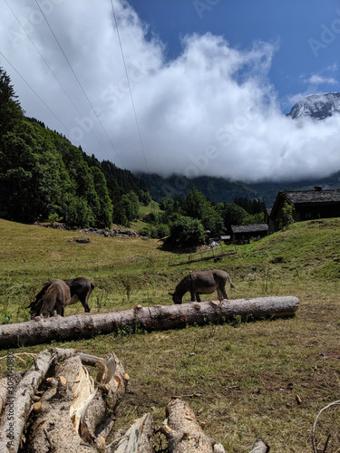 Grazing donkeys in in the mountains meadow. Beautiful sky with some clouds. Tree trunks, and huts in the distance.