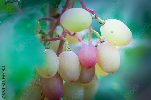 Bunch of grapes on vine insunshine. winegrowers grapes on vine. red wine. Harvest concept. Ingredients for production of wine. Home winemaking. Agribusiness photo