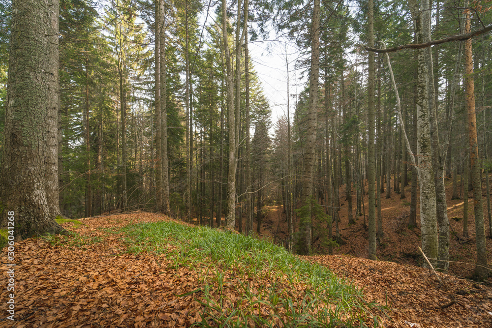 Autumnal and mystical forest in the Bucegi Natural Park, Carpathian Mountains, Prahova region, near Transylvania in Romania. Autumnal and mystical forest in the Bucegi Natural Park, Carpathian Mountains, Prahova region, near Transylvania in Romania.