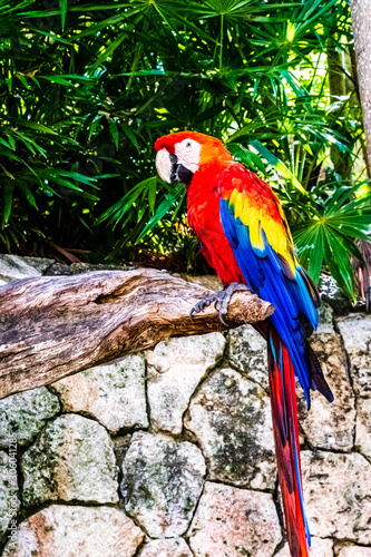 Aves
