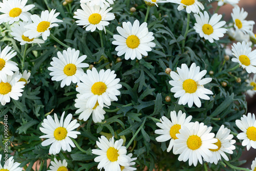 Kwiaty Margaretki