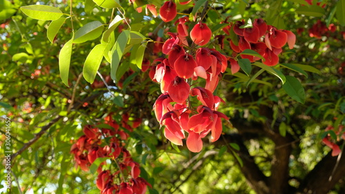 The Ceibo Flower