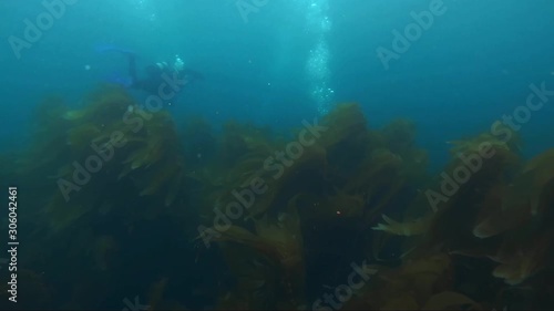 Wallpaper Mural People diving through the algae into the kelp forest underneath the Gulf of California Torontodigital.ca