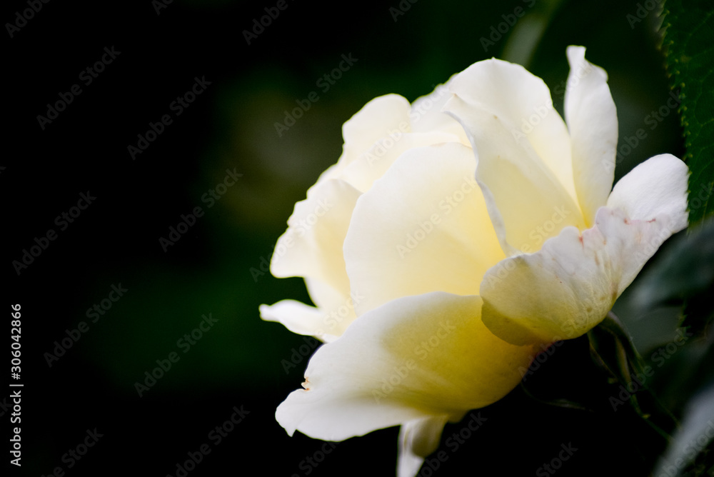 Soft yellow & white rose on dark green background Soft yellow & white rose on dark green background