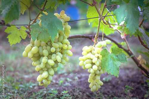 Bunch of grapes on vine insunshine. winegrowers grapes on vine. green wine. Harvest concept. Ingredients for production of wine. Home winemaking. Agribusiness. fresh fruits, Macro