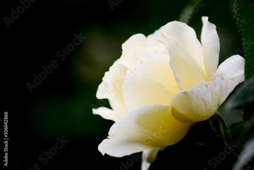 Soft yellow & white rose on dark green background