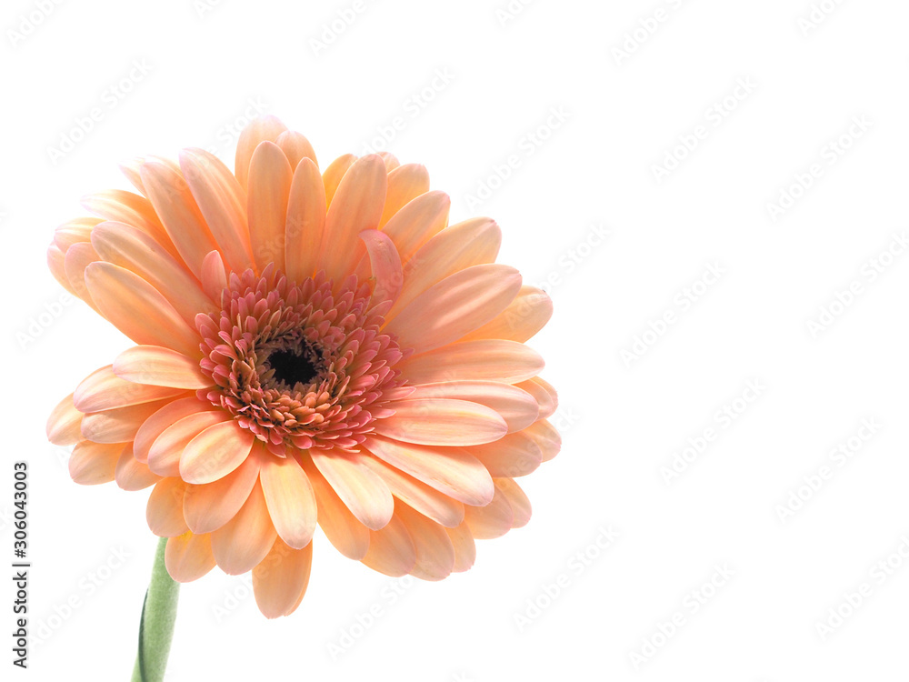 gerbera flower with white background