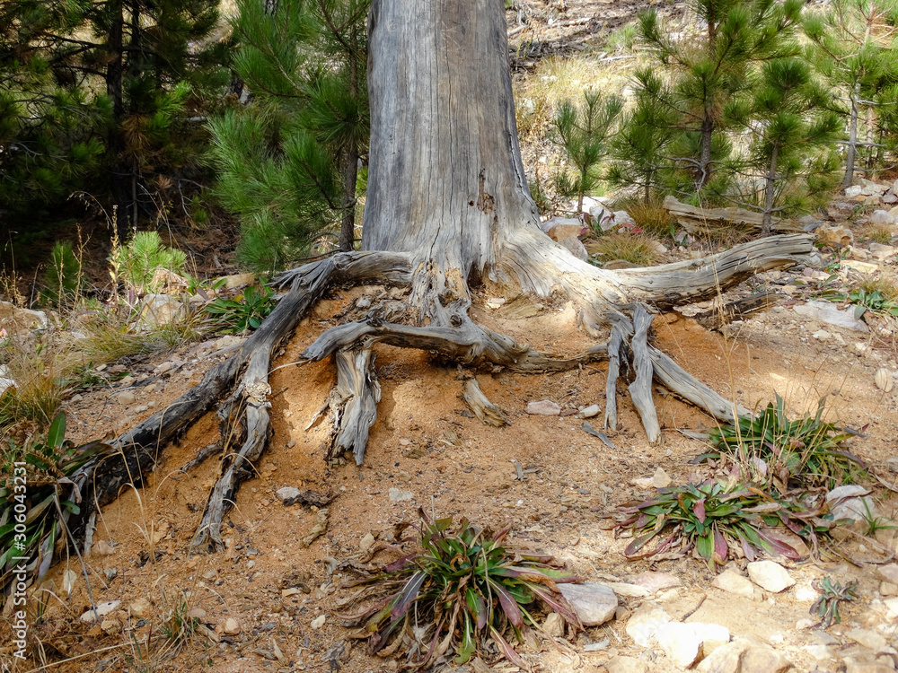 roots in the forest roots in the forest