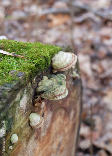 Polypore mushrooms (lat. Polyporales) on tree stump covered with moss in the forest in late autumn.