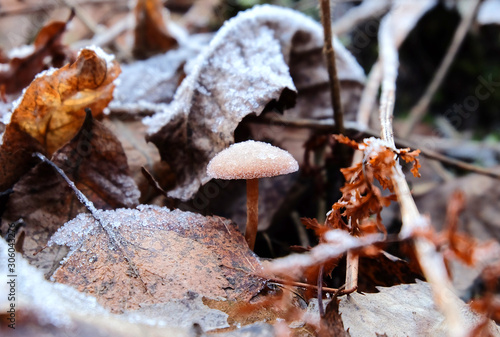 Not edible mushroom, toadstool in hoarfrost among fallen leaves and grass in the autumn forest.