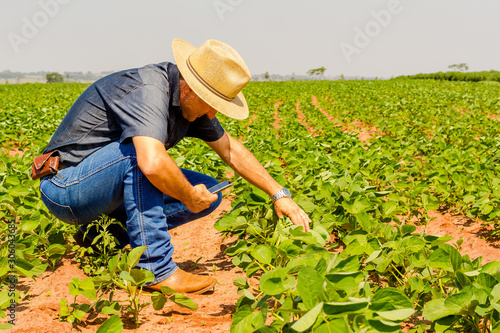 Canvastavla Agronomist inspects with a smartphone the soybean crop in the agricultural field