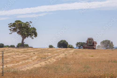 Wallpaper Mural La Trebbiatrice nel grano.....!!!! Torontodigital.ca