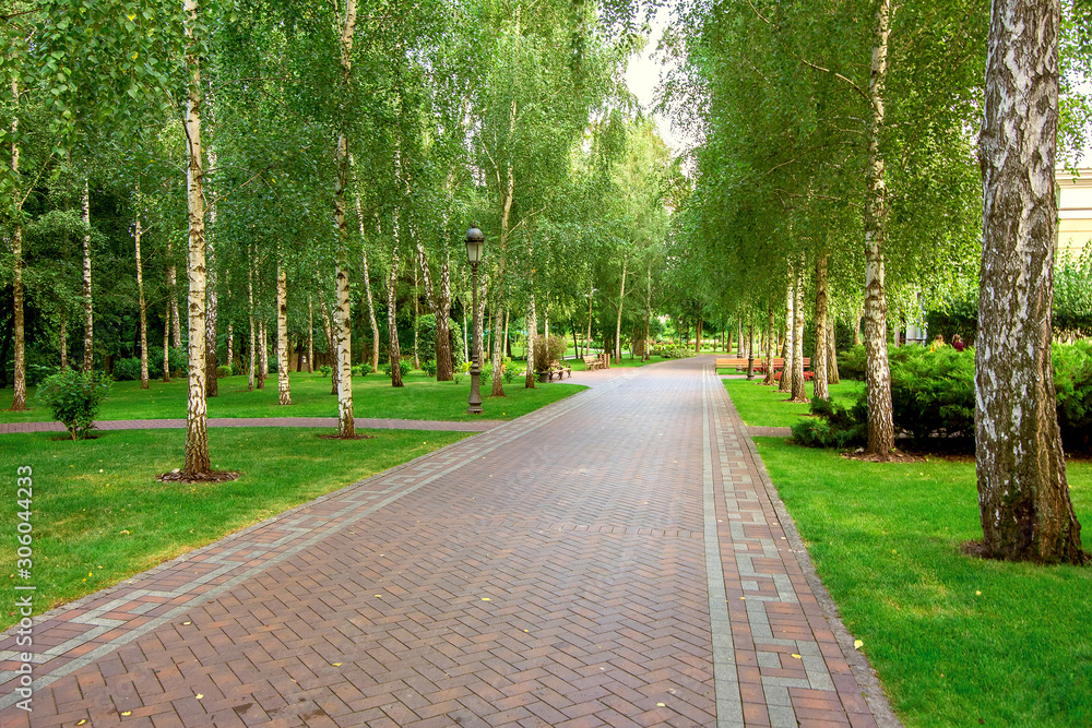 Obraz premium a pedestrian walkway made of tiles, leaving in perspective into the park with tall birches and green lawns.