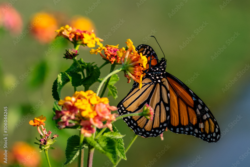 Orange Butterfly on a Flower Orange Butterfly on a Flower