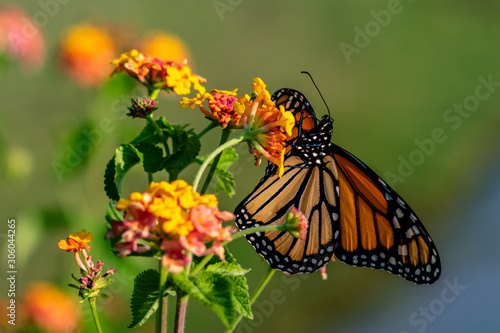 Orange Butterfly on a Flower © Stan Reese